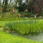 Rusty Creations hornet sculptures swarming the edge of a lake