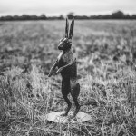 Black and white hare sculpture on summer stubble field