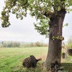 Fallen acorn metal artwork laying under single oak tree