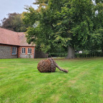 Metal art on sculpture trail in front of building and trees